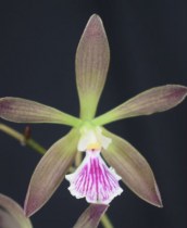 Encyclia Orchids Family